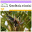 SAFLAX  - Paradiesvogelblume - Strelitzia - 5 Samen 1