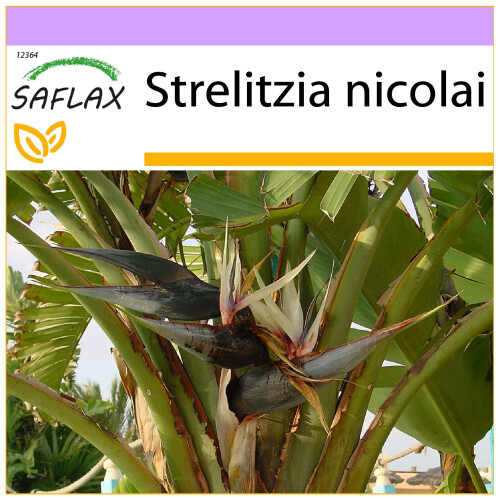 SAFLAX  - Paradiesvogelblume - Strelitzia - 5 Samen