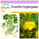 SAFLAX  - Erdnuß - Arachis - 8 Samen 1