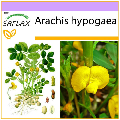 SAFLAX  - Erdnuß - Arachis - 8 Samen