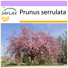 SAFLAX  - Blütenkirsche - Prunus - 30 Samen
