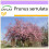 SAFLAX  - Blütenkirsche - Prunus - 30 Samen 1