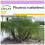 SAFLAX  - Dattelpalme - Phoenix - 25 Samen 1