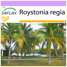 SAFLAX - Königspalme - Roystonia - 8 Samen