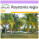 SAFLAX  - Königspalme - Roystonia - 8 Samen 1
