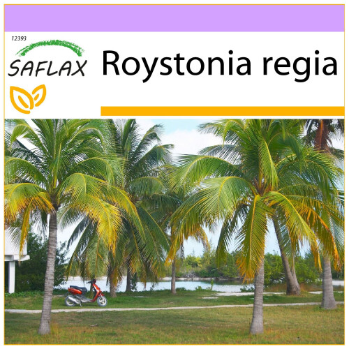 SAFLAX  - Königspalme - Roystonia - 8 Samen