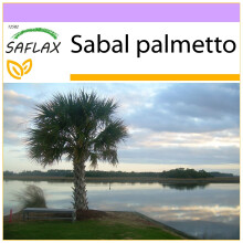 SAFLAX  - Palmettopalme - Sabal - 8 Samen