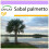 SAFLAX  - Palmettopalme - Sabal - 8 Samen 1