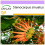 SAFLAX  - Feuerradbaum - Stenocarpus - 20 Samen 1