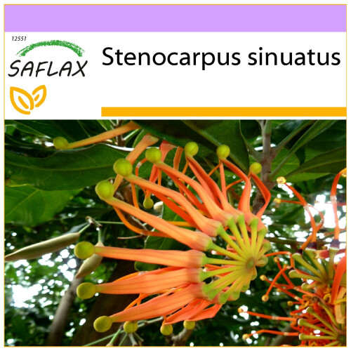 SAFLAX  - Feuerradbaum - Stenocarpus - 20 Samen