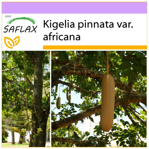 SAFLAX  - Leberwurstbaum - Kigelia - 10 Samen