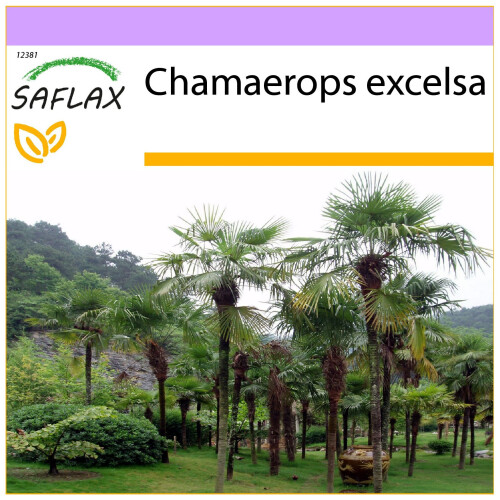 SAFLAX  - Hanfpalme - Chamaerops - 10 Samen