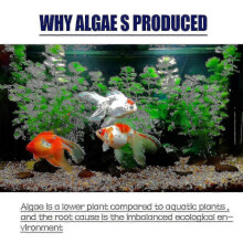 OUHOE algaecide algae removal aquarium algae removal agent fish tank algae removal agent remo