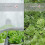 Greenhouse Protective Net Fruit Vegetables Care Cover Insect Net,2x5m 4