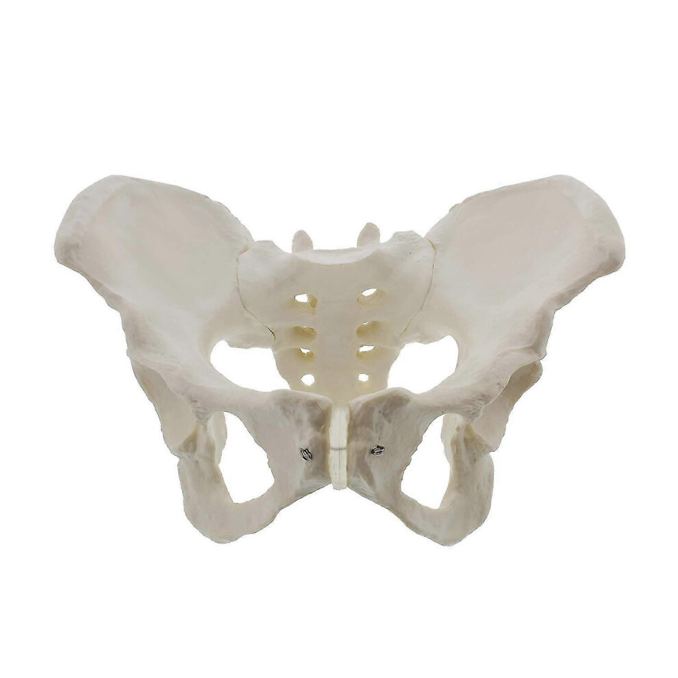Kikidex (As Show, One Size) Life Size Female Pelvis Model, Hip Model - Female Anatomy Model, Hip Bone Pelvic Model Female Anatomical Model