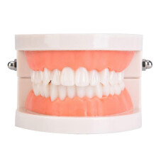 (As show, One size) Oral Education Model Kindergarten Children Teeth Brushing Model Dental Laboratory Health Care Teeth Model