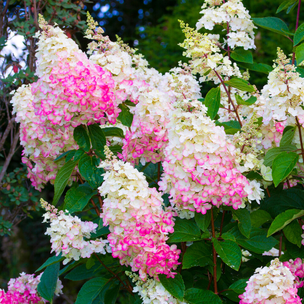 Gardeners Dream (3 Litre Pot (30-50Cm)) Hydrangea Paniculata Pinky Winky Flowering Shrubs Outdoor Garden Plant In Pot