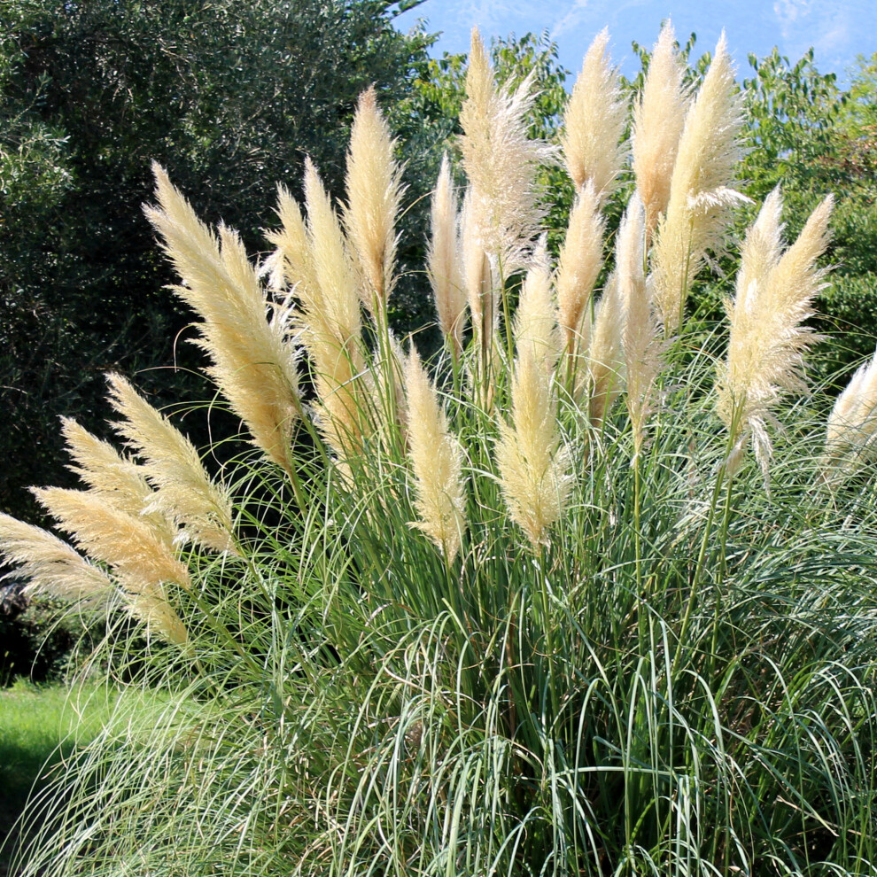 Gardeners Dream (3 Litre Pot (30-50Cm)) Cortaderia Selloana Tiny Pampa - Mini Pampas Grass Outdoor Garden Plant In Pot
