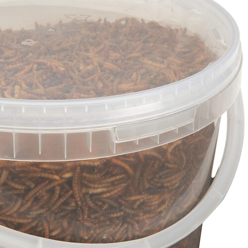 Premium Dried Mealworms, 10 Litre Bucket 1