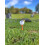 (Default) Provisional Golf Ball - Tri Max S (formerly Model T) 1