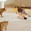 Remote Control Interactive Cat Toys Flying Bird Flapping Wings 6