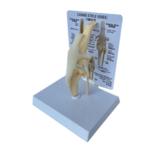 Modello di articolazione del ginocchio canino, scheletro cane Modello di articolazione del ginocchio canino, scheletro cane