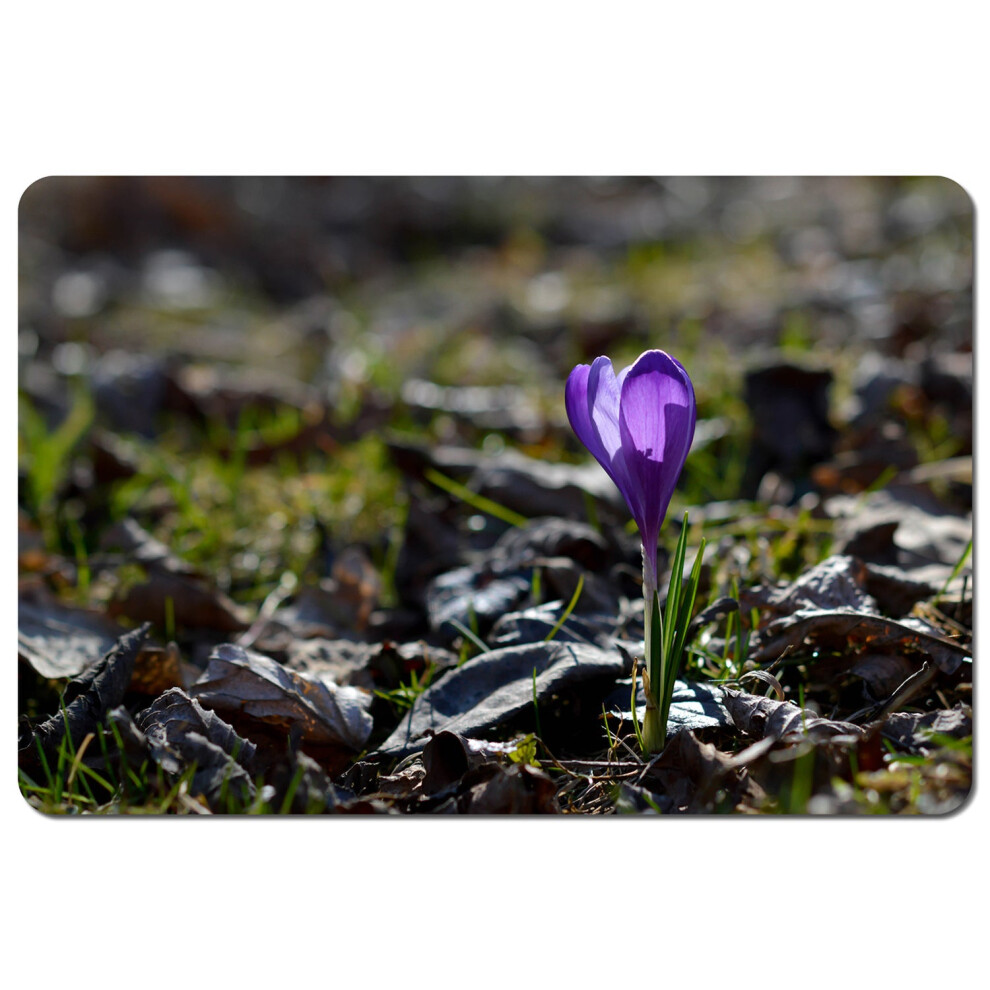 purple crocus flowers colchicum in a green grass meadow close up spring or autumn flower bloom in nature placemat-image-OPC-PHHYSGH-NEW
