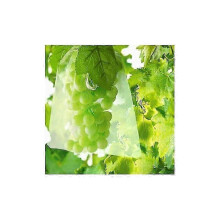 100 Bag Fruit Protection Bags Nets Grape Protection Against Birds And Insects Wasps Hornets 30 X 20 Cm