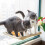 Window Mounted Pet Bed Suction Cup Hanging Sunshine Hammock Perch Cushion for Cat 5