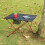 (Red)Folding Camping Tables Portable Heavy Duty Rectangle Picnic Party Dining Desk 4