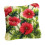 (As show, One size) Red Flower Latch Hook Pillow Making Kit for Beginners Latch Hooking Crafts 4