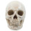 Human Skull Model Teaching Skull Model Anatomy Skull Model Display Skull Model 10