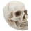 Human Skull Model Teaching Skull Model Anatomy Skull Model Display Skull Model 12
