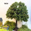 (18cm)HO/OO Scale Miniatures Fruit Trees Landscape Farm Plants Railway Scenery ModelKE 1