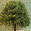(18cm)HO/OO Scale Miniatures Fruit Trees Landscape Farm Plants Railway Scenery ModelKE 2