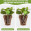 2025 Latest Model 4pcs Self Watering Flower Globes Decorative Automatic Plants... 2