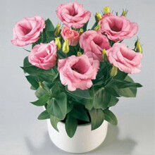 (5, One size) 50pcs Garden Balcony Plant Eustoma Flower Lisianthus Seeds Home Plant Ornament