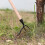 (As show, One size) Weeder Tool, Stand Up Manual Weed Puller, Garden Dandelion Removal Tool,hand Weeder Bend-proof Rust Proof Weed Puller,fast And Labor-saving Puller Wee 4