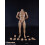 (BD007)COOMODEL 1/6 Standard scle Αρσενικό σώμα στρατιώτη BD001 BD002 BD003 BD0 1