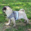 (L, Silver Grey) Cat Dog Breathable Harness Pet Vest Type Reflective Leash 3