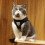 (M, Black) Cat Dog Breathable Harness Pet Vest Type Reflective Leash 4