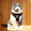 (M, Black) Cat Dog Breathable Harness Pet Vest Type Reflective Leash 3