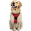 (65-90CM,Red)No-Pull Padded Adjustable Dog Harness for Large Breeds,Training and Outdoor Walking 2