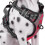(55-75CM,Red)No-Pull Padded Adjustable Dog Harness for Large Breeds,Training and Outdoor Walking 3