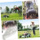 (As show, One size) 3pcs Gasoline Engine Starter Install Pull Handle for Lawn Mower Accessories 4