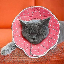 Comfortable Post-surgery Collar for Cats And Dogs, Robust, Waterproof, Scratch Resistant And Bites, Easy To Clean, with Adjustable Attachment