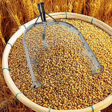 (As show, One size) Grain Scoop Shovel, Harvest Sieve Maize Grain Drain Spades Shovel Corn Sifting (Sliver)