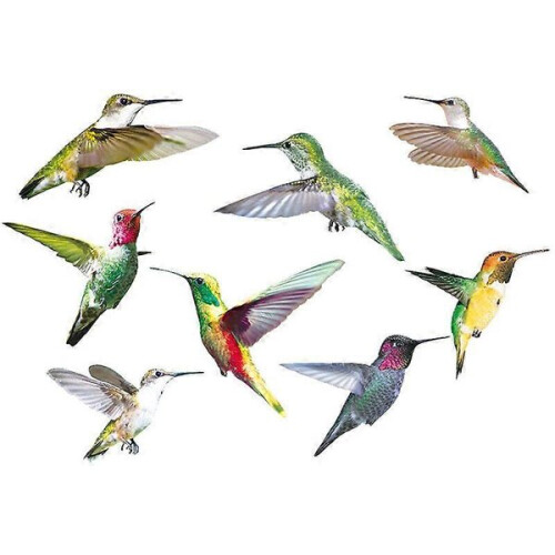 Ηλεκτρική σκούπα - Broom 9 Beautiful Hummingbird Birds αφαιρούμενα ιπτάμε 2