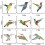 Ηλεκτρική σκούπα - Broom 9 Beautiful Hummingbird Birds αφαιρούμενα ιπτάμε 4
