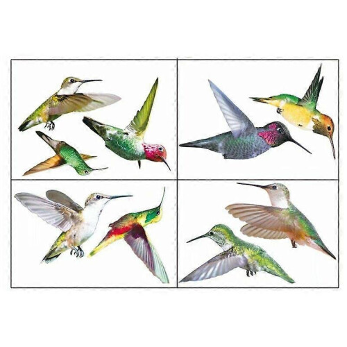 Ηλεκτρική σκούπα - Broom 9 Beautiful Hummingbird Birds αφαιρούμενα ιπτάμε